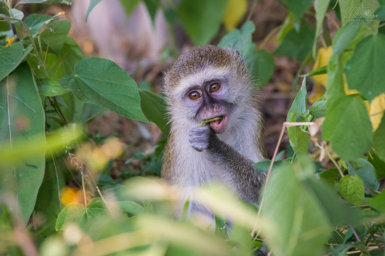 South Luangwa - Groene meerkat Jonge vervet oftewel groene meerkat (Vervet monkey, Chlorocebus pygerythrus) Stefan Cruysberghs